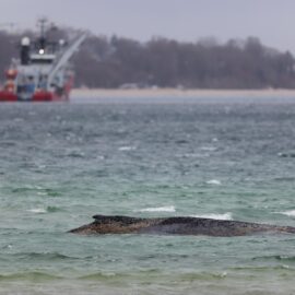 Intentarán transportar en gabarra a la ballena varada en el Báltico hasta el mar del Norte