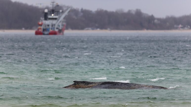 Intentarán transportar en gabarra a la ballena varada en el Báltico hasta el mar del Norte