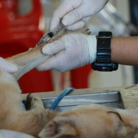 Jamundí tendrá Centro de Bienestar Animal: detalles de su funcionamiento