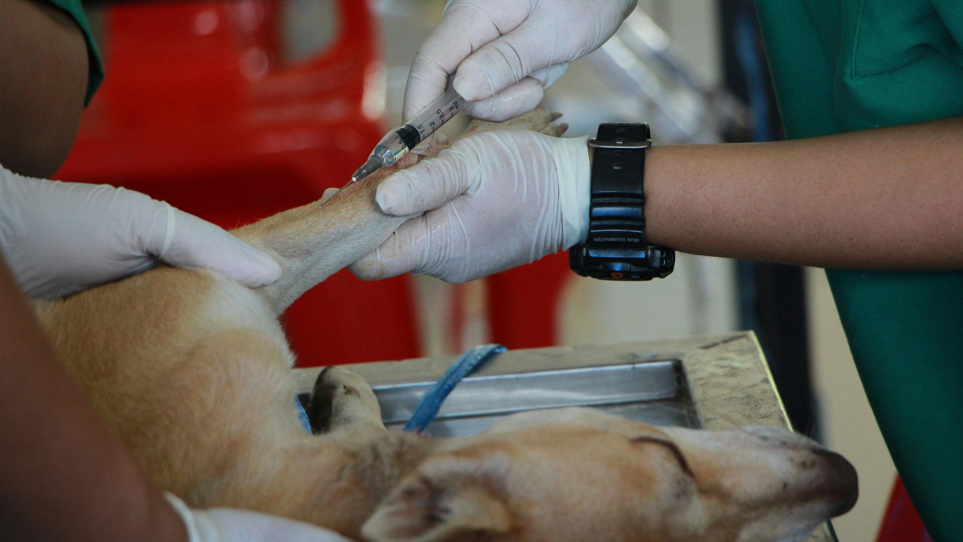 La tecnología y el amor se unen: sillas de ruedas  para mascotas con discapacidad