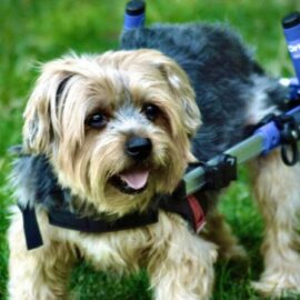 La tecnología y el amor se unen: sillas de ruedas  para mascotas con discapacidad