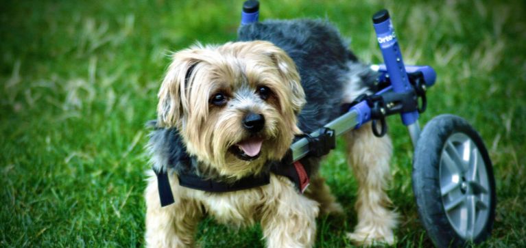 La tecnología y el amor se unen: sillas de ruedas  para mascotas con discapacidad