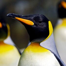 El pingüino emperador y el lobo fino antártico, en peligro por el cambio climático