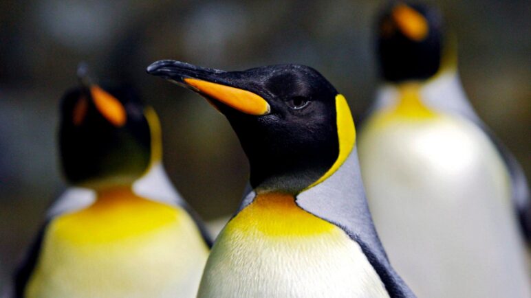 El pingüino emperador y el lobo fino antártico, en peligro por el cambio climático