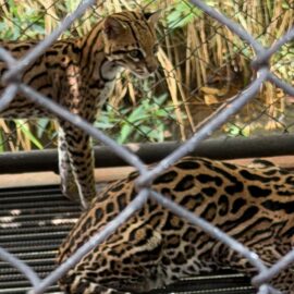 Rescatan dos Ocelotes en cautiverio en criadero de caballos en Jamundí