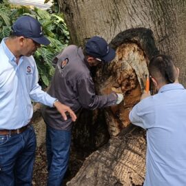 Tres árboles serán intervenidos en Cali, ¿cuáles son las razones y dónde están ubicados?