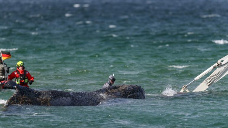 La ballena jorobada varada en Alemania vuelve a nadar tras liberarse: ¿Qué sucedió?