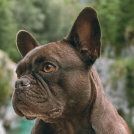 Bulldog francés y sus problemas cognitivos: todo lo que debe saber