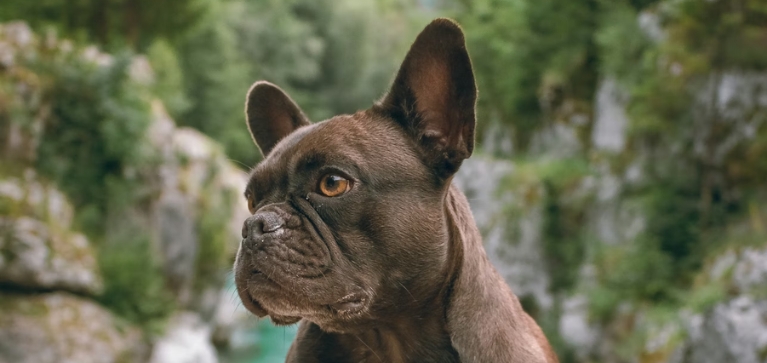 Inseminación artificial en mascotas: ¿cómo funciona?