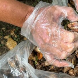 Retiran 300 caracoles africanos en parque ubicado en el norte de Cali