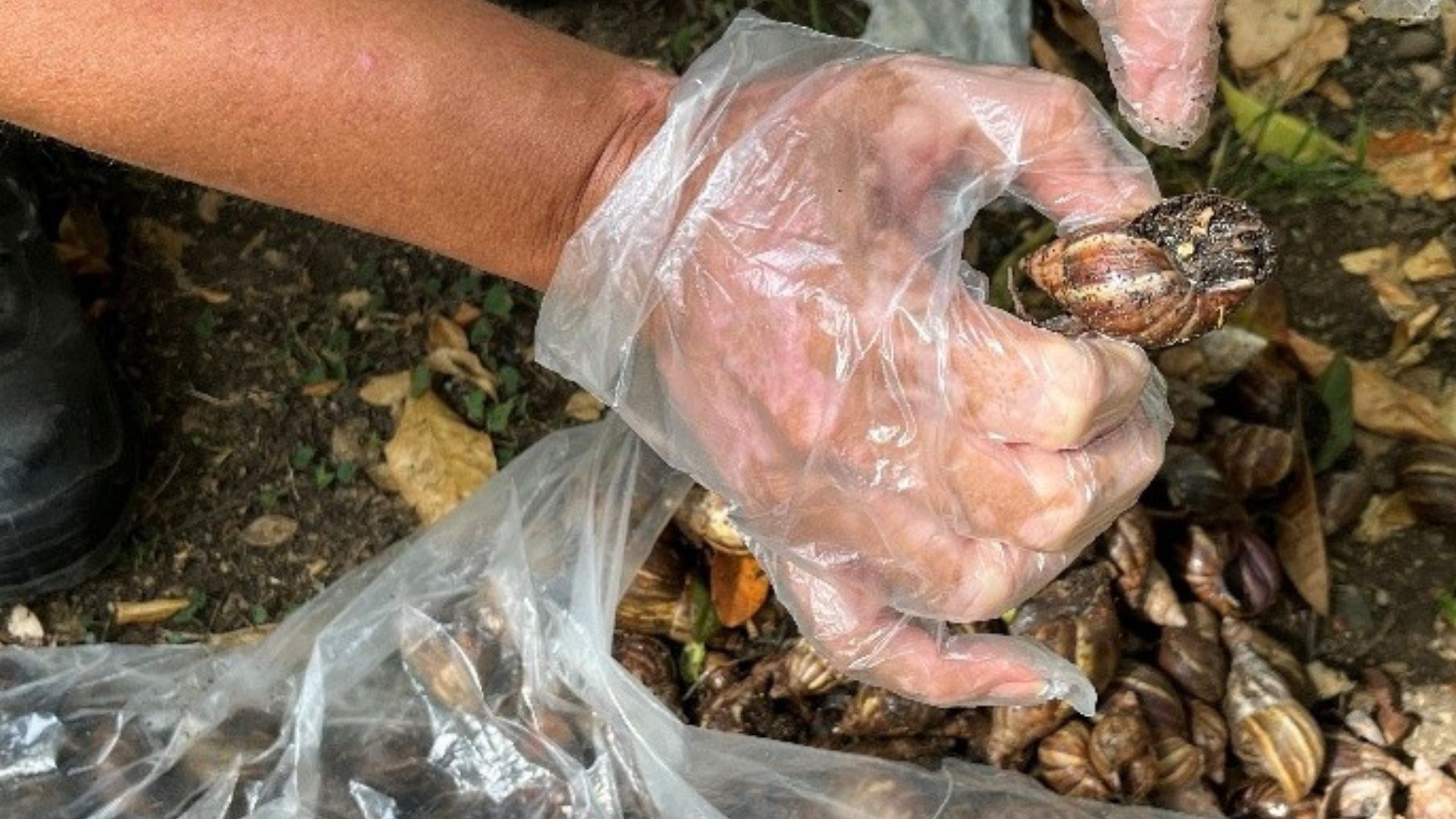 Retiran 300 caracoles africanos en parque ubicado en el norte de Cali