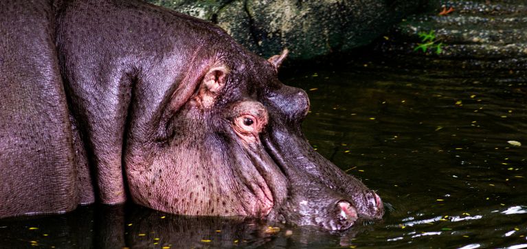Aplicarán eutanasia a hipopótamos en Colombia: MinAmbiente presenta plan de control