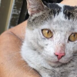Policías y bomberos salvaron a nueve animales de un incendio en el barrio El Rodeo, en Cali