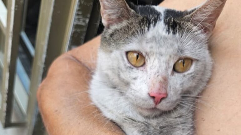 Policías y bomberos salvaron a nueve animales de un incendio en el barrio El Rodeo, en Cali