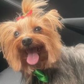 Cuidados de Yorkshire Terrier: una de las razas más queridas por las familias