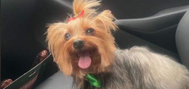 Cuidados que se deben tener en cuenta al momento de tener un Pomerania