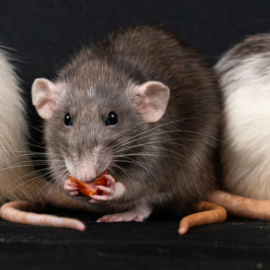 Autoridades adoptan medidas preventivas por brote de Hantavirus en crucero internacional