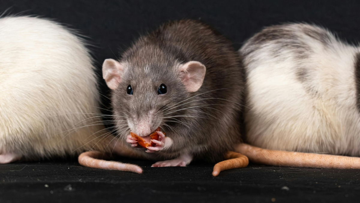 Autoridades adoptan medidas preventivas por brote de Hantavirus en crucero internacional