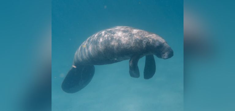 Colombiano gana prestigioso reto de National Geographic con proyecto para salvar manatíes