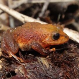 Descubren dos nuevas especies de ranas en los Farallones de Cali