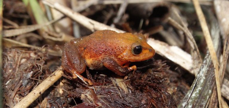 Descubren dos nuevas especies de ranas en los Farallones de Cali