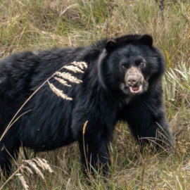 Aumenta en un 76 % la presencia de osos andinos gracias a la recuperación ambiental