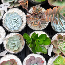 Plantas y servicios de cuidado vegetal se convierten en tendencia para transformar hogares y oficinas en espacios más frescos y saludables.