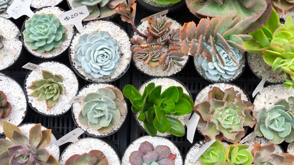 Plantas y servicios de cuidado vegetal se convierten en tendencia para transformar hogares y oficinas en espacios más frescos y saludables.