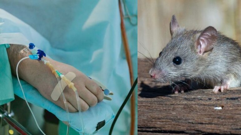 ¿Cómo se transmite el Hantavirus? estos son los síntomas identificados por la OMS