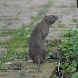 ¿Qué es el hantavirus? Una enfermedad que tiene al mundo atento a su situación