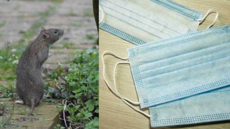 ¿Qué es el hantavirus? Una enfermedad que tiene al mundo atento a su situación
