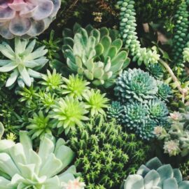 ¿Una UCI para plantas? conozca a Don Suculento, un emprendimiento caleño muy particular