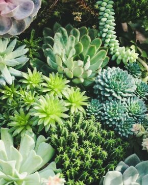 ¿Una UCI para plantas? conozca a Don Suculento, un emprendimiento caleño muy particular