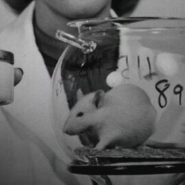 Pruebas en animales: esto dice la ley y su aplicación en Colombia