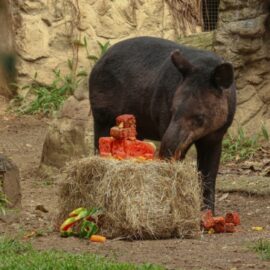 Imágenes | Conociendo a Sedona, la tapir más longeva del mundo y habita en Cali