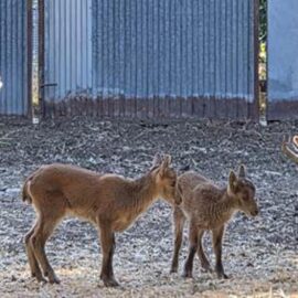 Nacen tres cabras montesas a partir de células conservadas de animales fallecidos