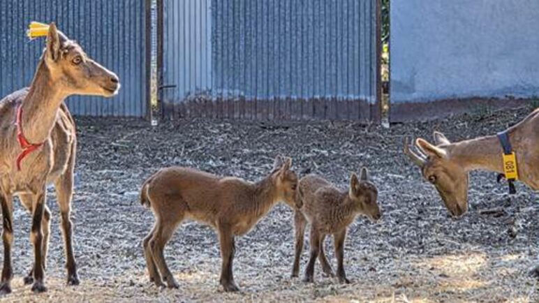 Nacen tres cabras montesas a partir de células conservadas de animales fallecidos