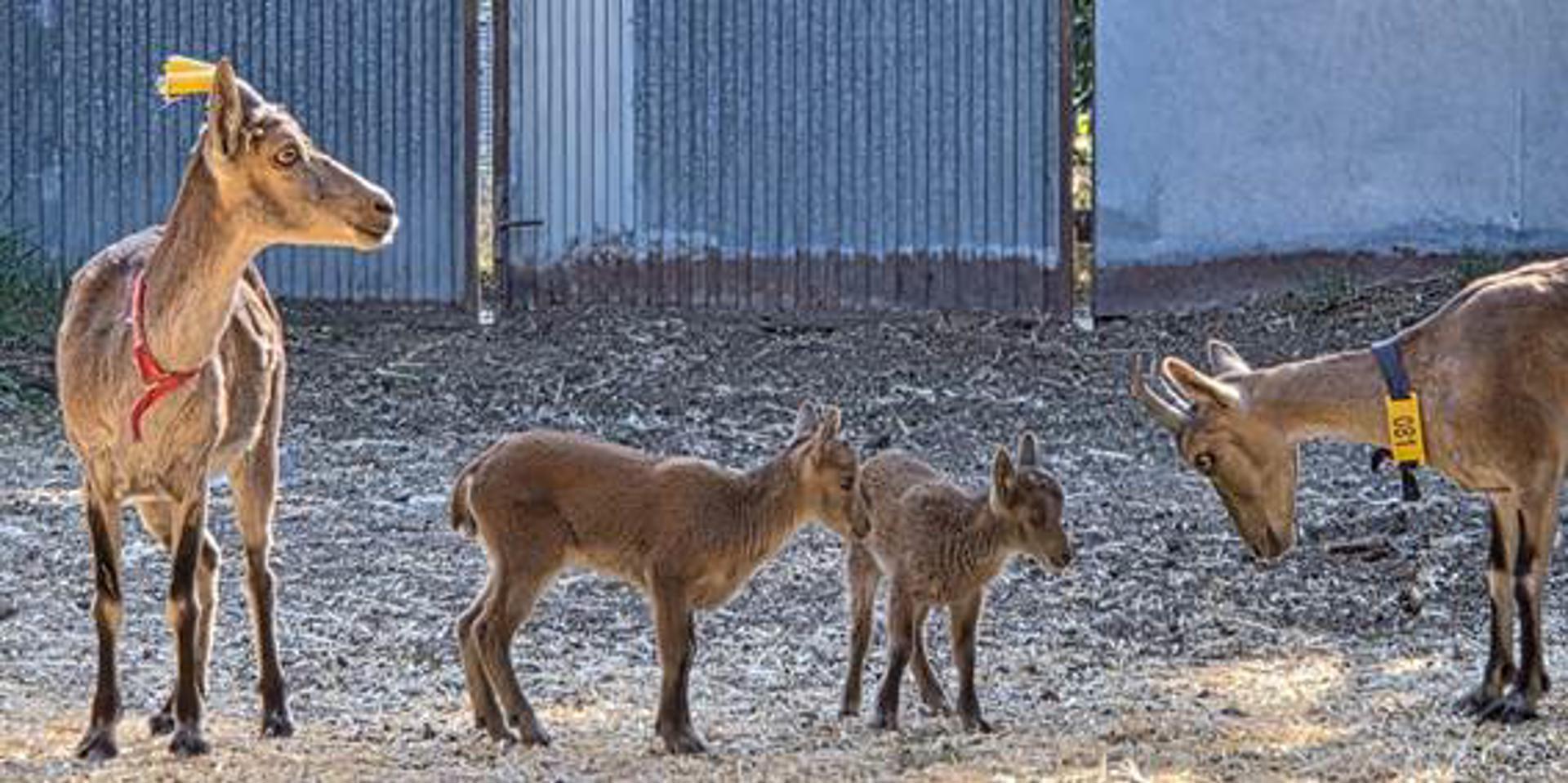 Nacen tres cabras montesas a partir de células conservadas de animales fallecidos