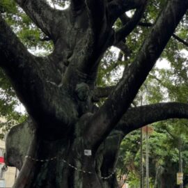 Cali tiene 500 árboles patrimoniales; especie que sobrevivió a los explosivos de 1956