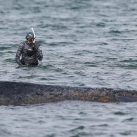 Ballena Timmy: Luego de que su cuerpo estuviera varado, se convertirá en biocombustible