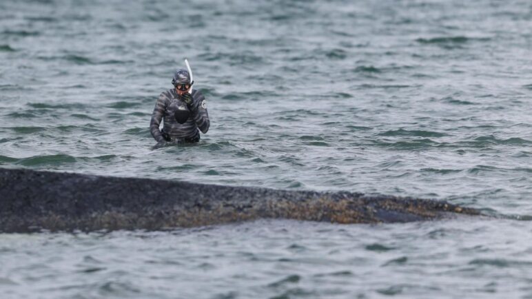 Ballena Timmy: Luego de que su cuerpo estuviera varado, se convertirá en biocombustible