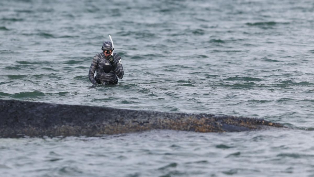 Ballena Timmy: Luego de que su cuerpo estuviera varado, se convertirá en biocombustible