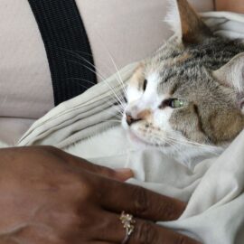 Más de 400 animales abandonados reportó el Centro de Bienestar Animal en Cali