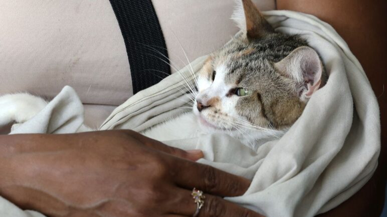 Más de 400 animales abandonados reportó el Centro de Bienestar Animal en Cali