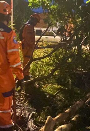 Afectaciones por lluvias: en Cartago: reportan árboles caídos y cortes de luz