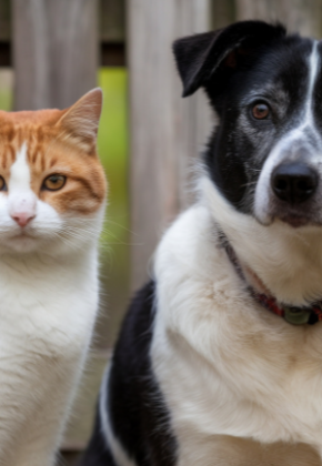 Jornadas gratuitas de esterilización animal en Cali: conozca las fechas y puntos de atención