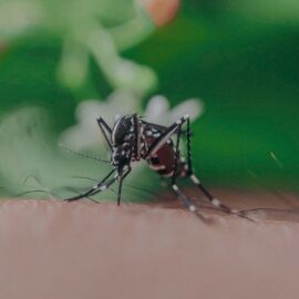 Guacarí implementa pintura repelente de mosquitos para combatir el dengue