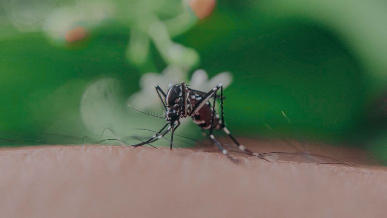 Guacarí implementa pintura repelente de mosquitos para combatir el dengue