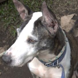 Aumenta el maltrato animal en Cali: Unidad de Protección Animal recibe siete denuncias a diario