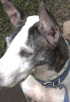 Aumenta el maltrato animal en Cali: Unidad de Protección Animal recibe siete denuncias a diario